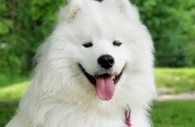 失車尋回 車上薩摩耶犬失蹤