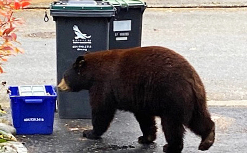 【視頻新聞】北溫地區：垃圾處理不當引熊來  最高罰500元