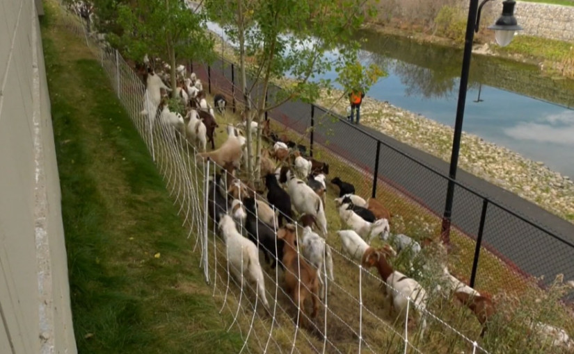 山羊再到卡加利商業區「上班」 清除有害雜草