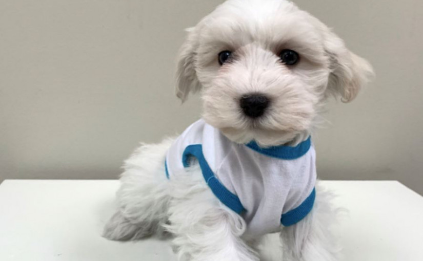 1小時發生2宗搶狗案 警追輯4疑匪