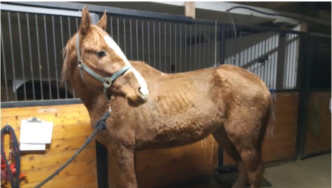 卑詩愛護動物協會救出6頭營養不良又有疾病問題馬匹