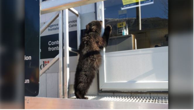 孤兒小黑熊無旅遊證件不能入境 現由動物庇護中心照顧