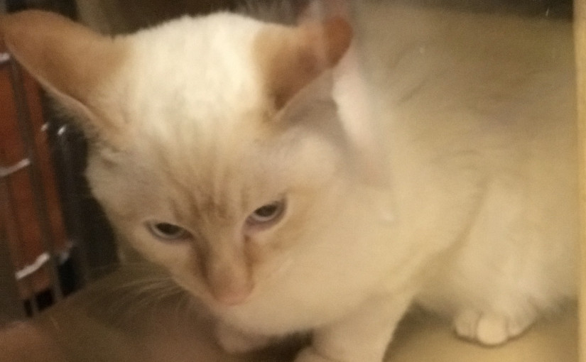 大溫華裔母女想領養白貓被拒 機構稱「貓說只想要金色頭髮」主人