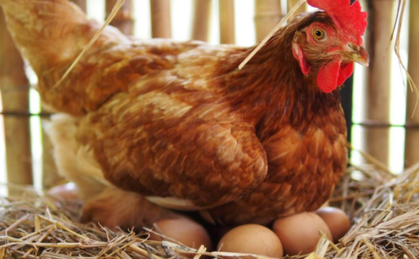 多市後園雞蛋養殖計劃延長1年至2022年3月