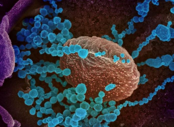 衛生廳：安省未發現新冠變種病毒株