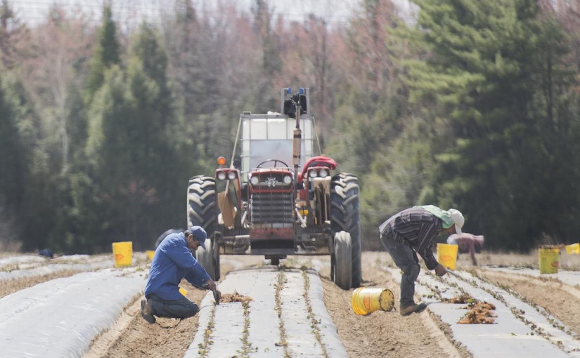 臨時外勞的家庭成員如何申請來加拿大團聚?