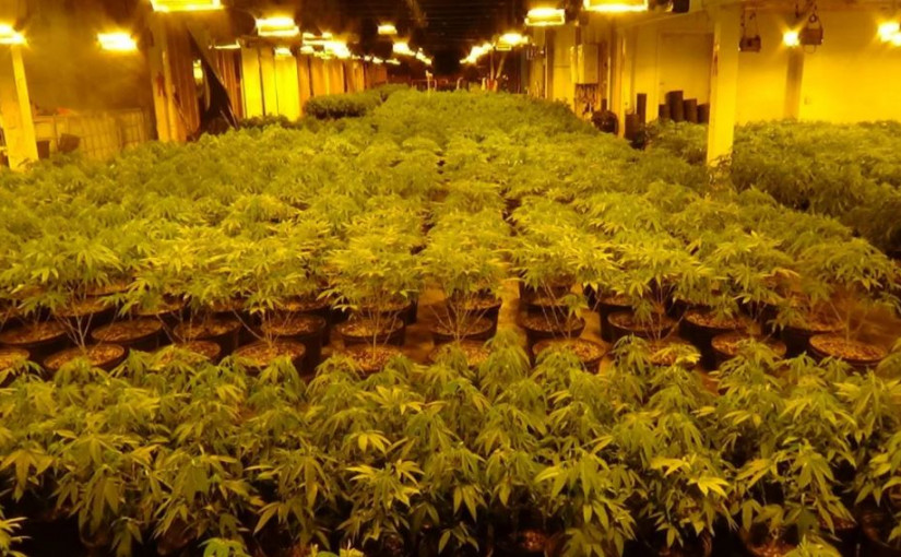 倫敦市警方起出逾500萬元非法大麻