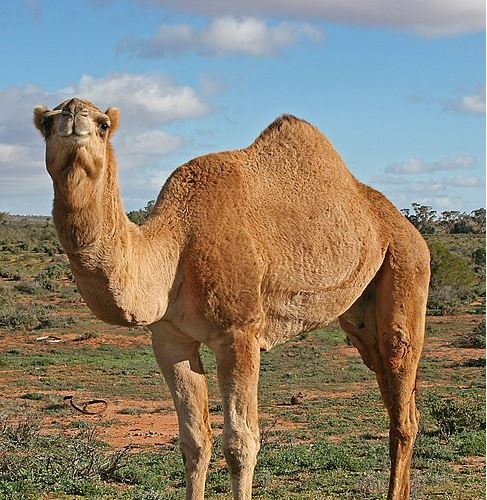 溫市府3-1-1專線去年接到多個古怪查詢電話