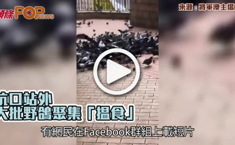 坑口站外 大批野鴿聚集「揾食」