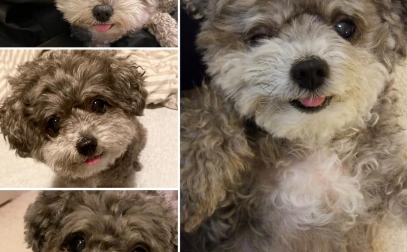 列治文女子小狗遭兩大狗攻擊受傷 大狗主人不顧而去