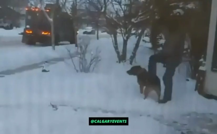 卡城警員踢警犬行為不當 警方稱不會再出現這種情況