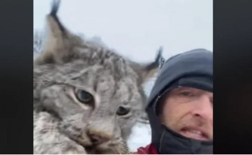 【有片】卑詩北部一農民徒手抓猞猁 保育官員稱行為不可取