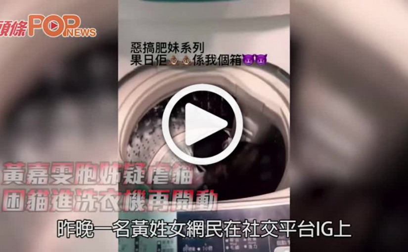 黃嘉雯胞姊疑虐貓 困貓進洗衣機再開動