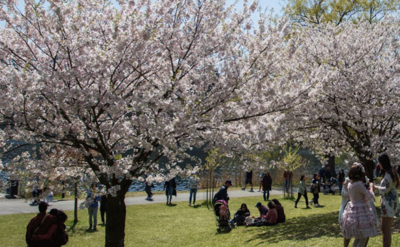 專家估計多倫多櫻花5月初綻放