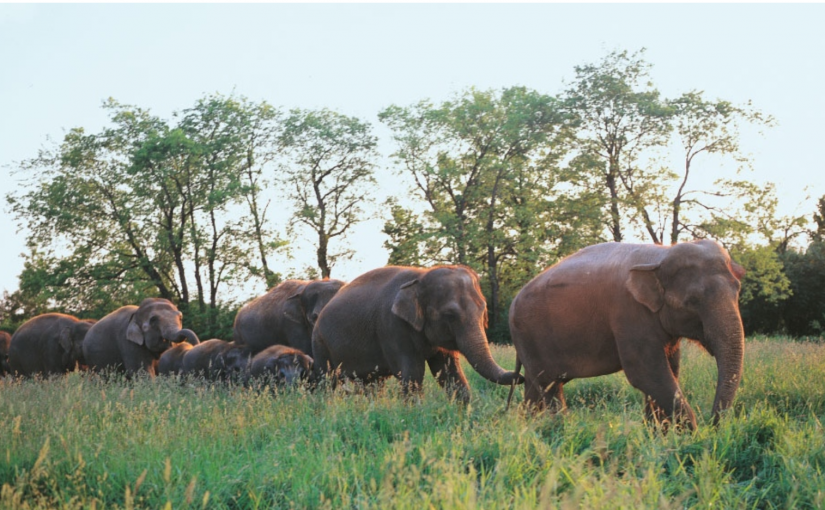 安省一動物園被評為對大象待遇最差北美動物園