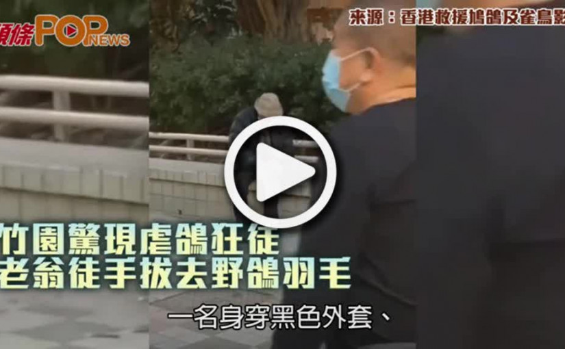 竹園驚現虐鴿狂徒  老翁徒手拔去野鴿羽毛