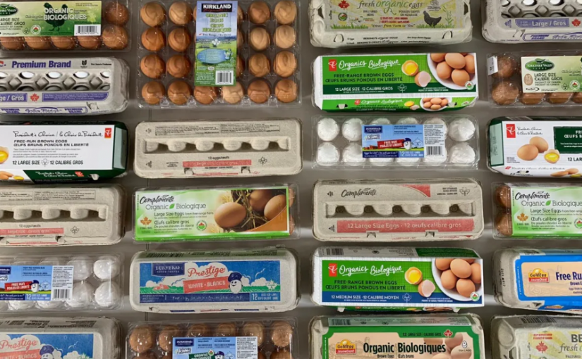 有機雞蛋和走地雞蛋比便宜雞蛋更有營養？檢測結果出乎意料