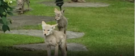 撞倒郊狼後 男子在史丹利公園被兩隻郊狼襲擊受傷