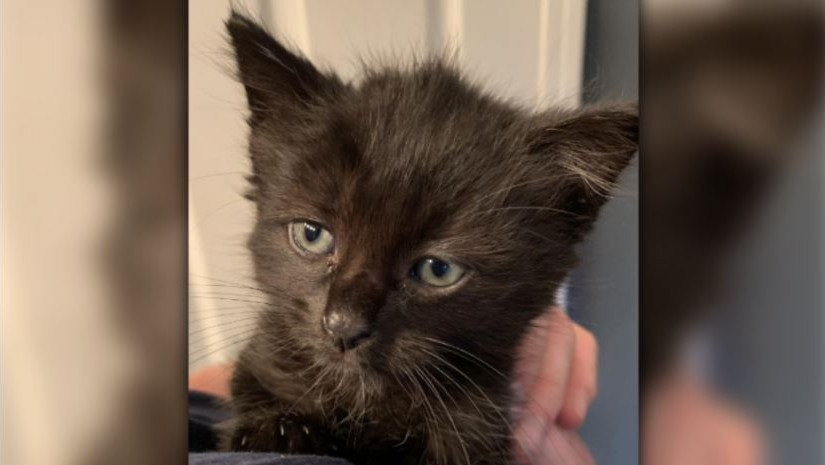 疫情期間多人想收養小貓 低陸平原一個非牟利組織暫停接受收養新申請