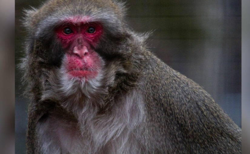 卡加利動物園獼猴因健康狀況惡化而被安排安樂死