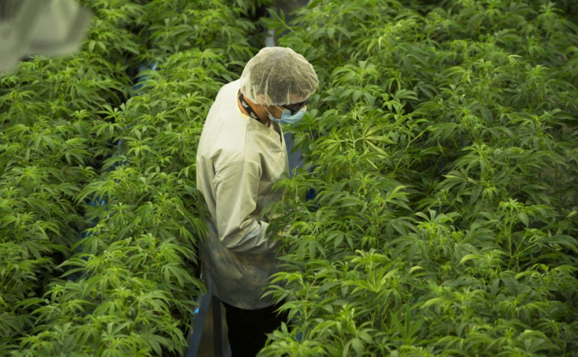 以安省為基地的大麻生產商Canopy Growth收購Ace Valley