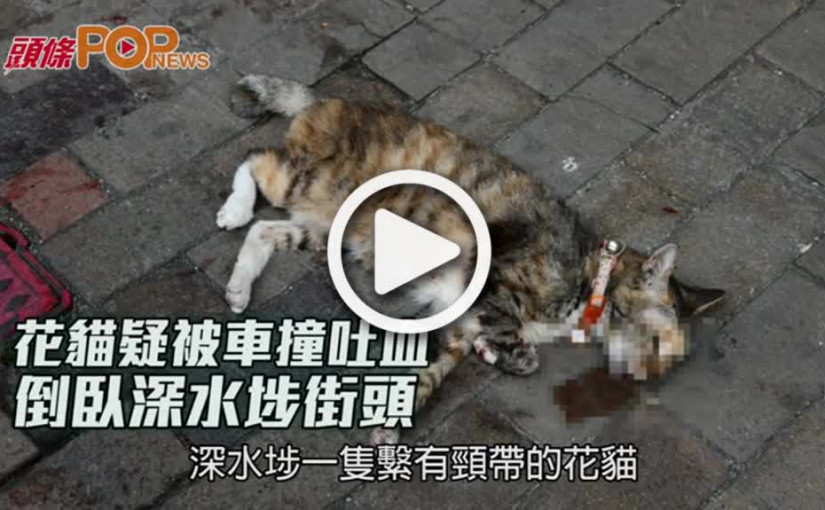 花貓疑被車撞吐血 倒臥深水埗街頭