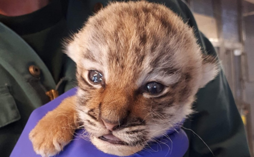 多倫多動物園第二隻東北虎幼崽死亡 一窩僅存一隻