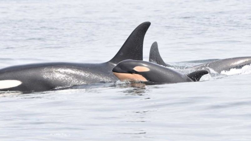 卑詩省觀鯨季節已開始 要留意一些觀鯨事情