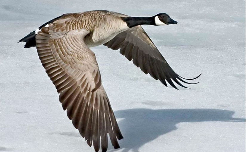 溫市府工作人員以不育加拿大雁蛋 控制雁數量