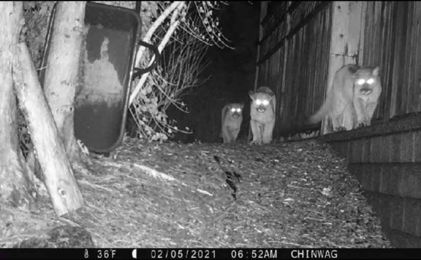 【視頻新聞】菲沙河谷女子遭美洲獅襲擊重傷