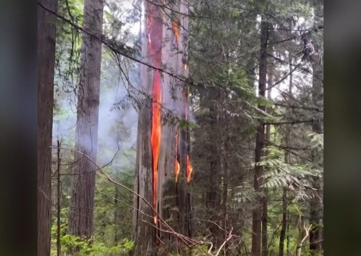 【視頻新聞】溫史丹利公園空心樹起火 或與閃電有關