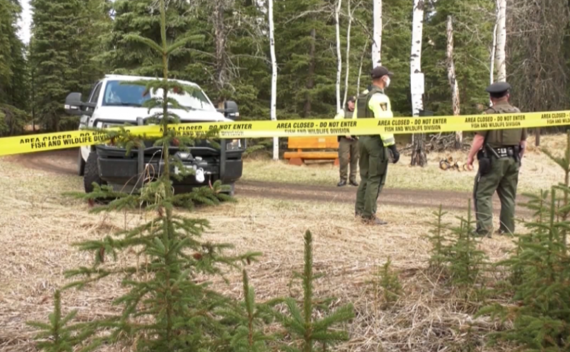 亞省女子遭致命襲擊 灰熊被捕獲並實施安樂死