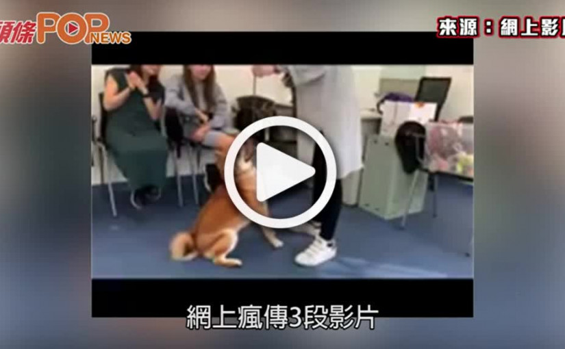 訓犬師涉粗暴教狗 扯狗繩兼用腳踢