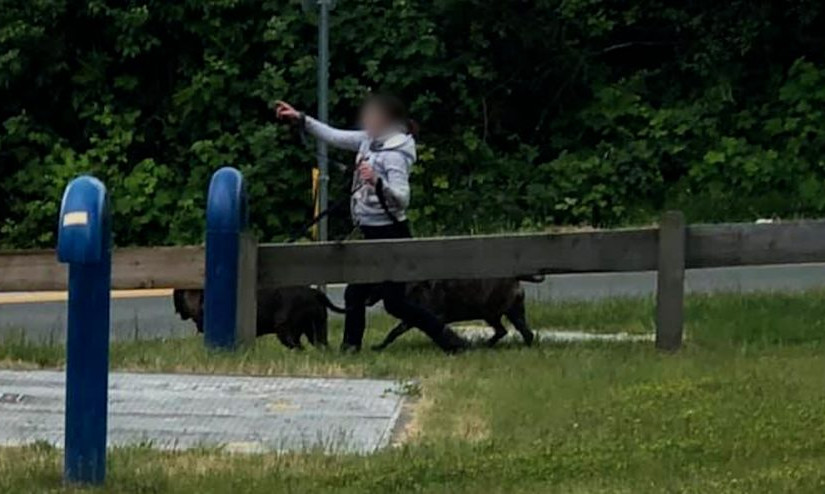 素里婦到狗公園遛狗   小狗遭兩惡犬咬死