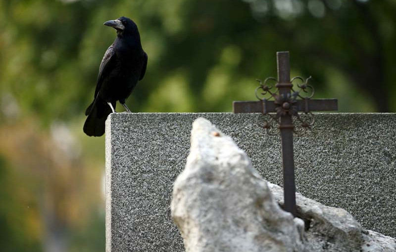 【視頻新聞】溫市烏鴉襲人頻繁發生  專家：繁殖期護崽行為
