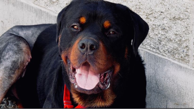 天氣持續炎熱 溫哥華有獸醫提醒寵物主人要留意寵物情況