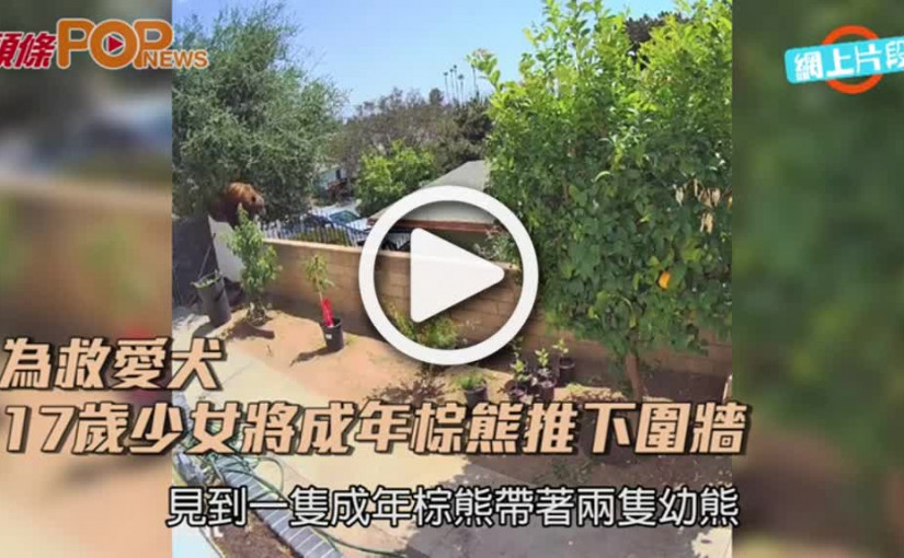 為救愛犬  17歲少女將成年棕熊推下圍牆