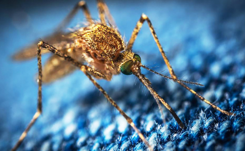 萬錦市發現西尼羅病毒蚊