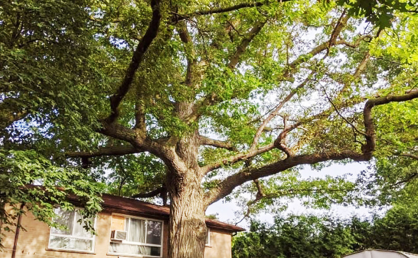 業主違協議求更高售價 與市府為1棵250年樹齡古樹打官司