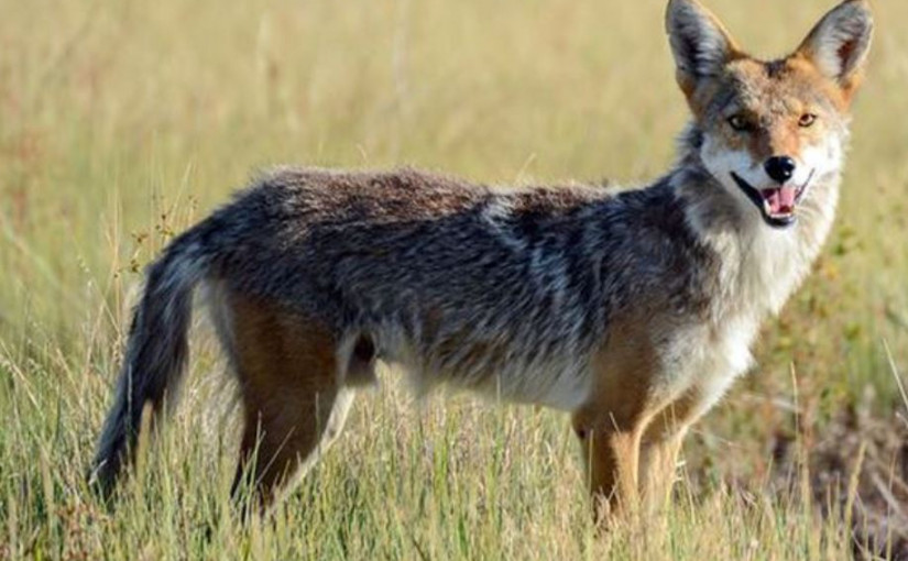 奧沙華1周2次發生小童遭土狼咬傷