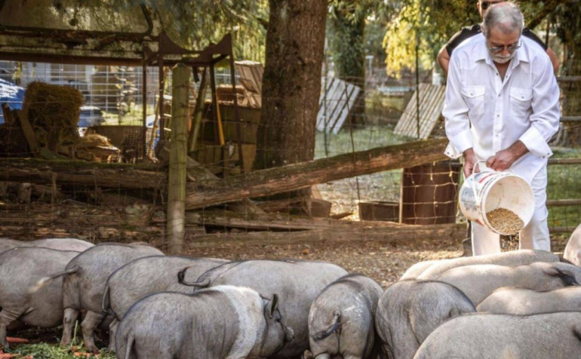 山火迫近 卑詩省內陸一動物庇護所要疏散78頭動物