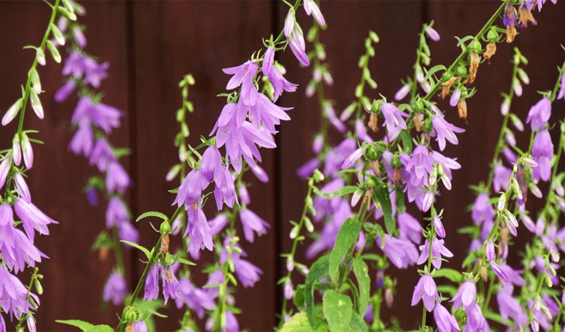 當心迷人且具侵略性的風鈴草