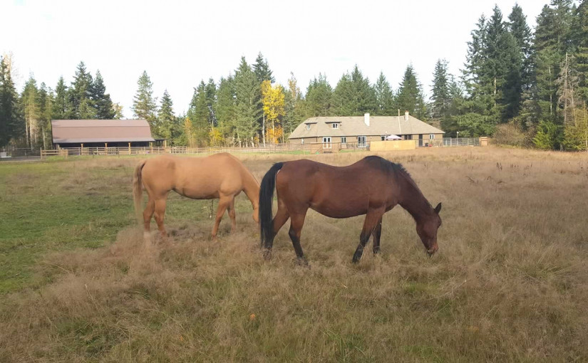 甘碌市郊外社區民宅遭人闖入 闖入者剪走一馬尾巴