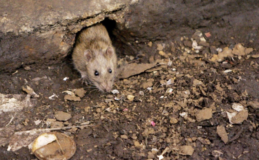 卑詩省府透過限制使用殺鼠劑來保護野生動物