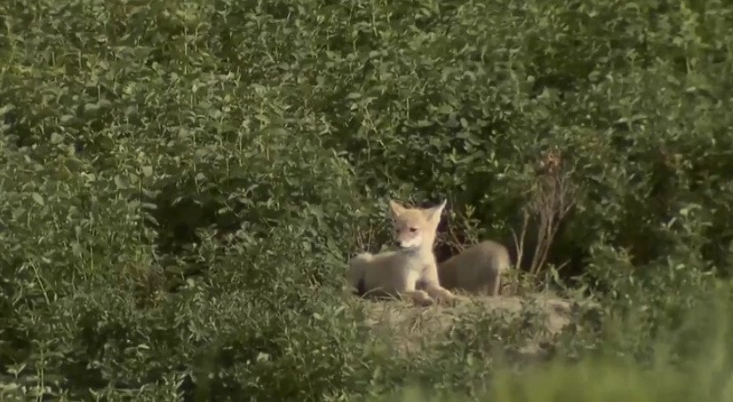 乾燥、炎熱的氣溫令卡加利動物出沒次數增