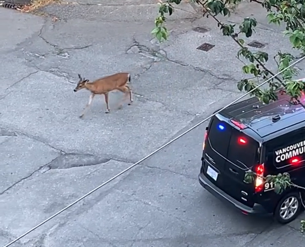 【視頻新聞】溫市中心煤氣鎮迎不速之客 年輕雄鹿闖入閒逛