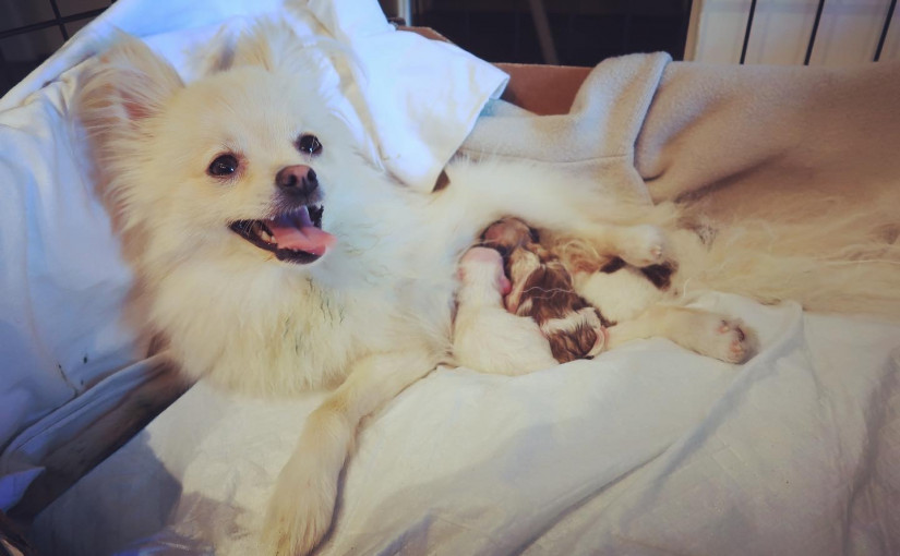 疫情下寵物「更受寵」 供不應求價格比鄰省貴一倍