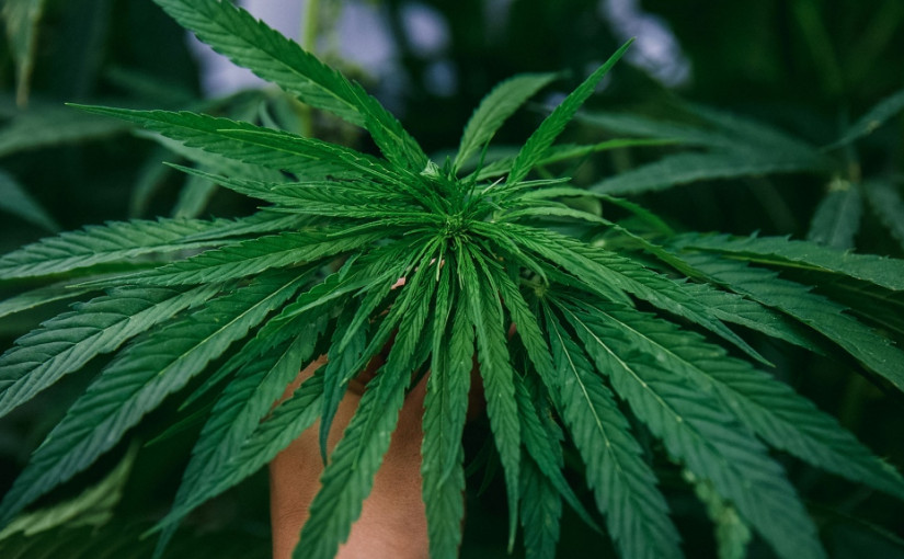 大麻產業發展迅速  10年內種植用地或翻10倍