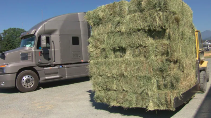 卑詩省乾旱導致飼草短缺　加拿大或失去三分之一牛隻