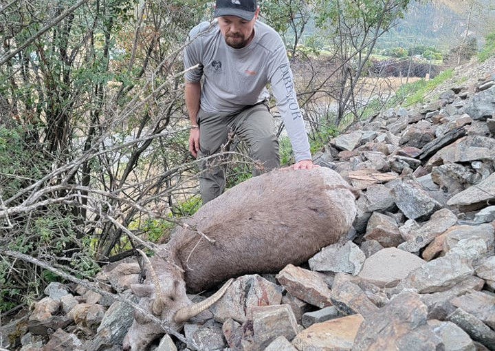 最少20隻野生大角羊因藍舌病毒死亡